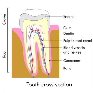 Root canal cross section graphic